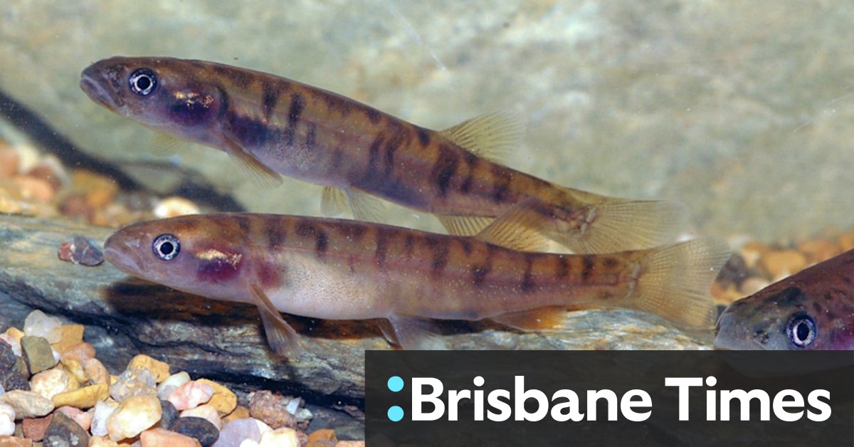 Yalmy galaxias freshwater fish faces extinction threat - Vimarsana News