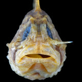 A stonefish deploys the sabre by squeezing its cheeks.