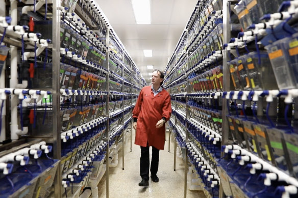 Peter Currie in the zebrafish lab at Monash University.