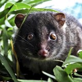 Injured western ringtail possums in the South West often find their way to refuges like FAWNA in Busselton. 
