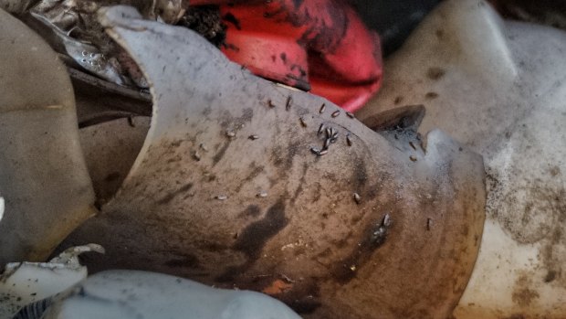 Maggots on an item in the container from Australia.