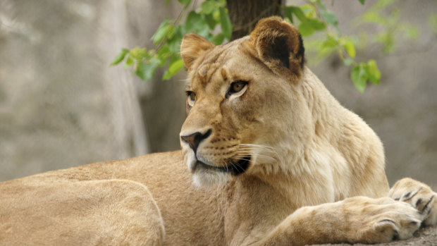 Zuri, attacked male Nyack in their outdoor yard.