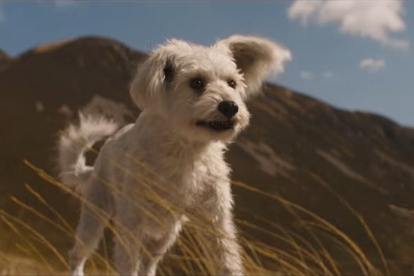 This is one scene-stealing pooch. Krypto the Superdog in the trailer for Supergirl: Woman of Tomorrow.