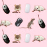 Mouse or mice?