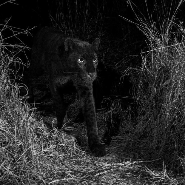 The rare black leopard of Laikipia.