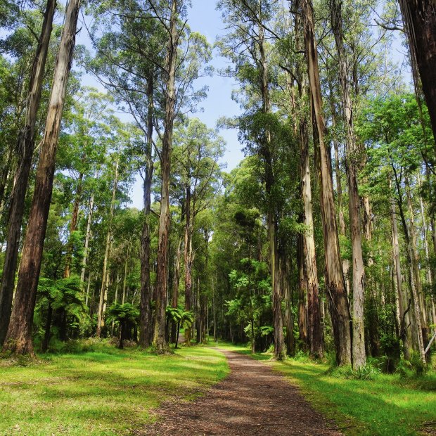 Sherbrooke Forest in Belgrave.
