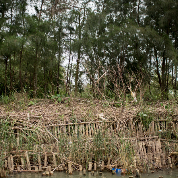 Remnants of An Nhien farm’s natural embankment damaged by last year’s floods in Triem Tay village. The embankment, designed by Dr Dao Ngo, consisting of three layers of indigenous trees and bamboo biologs.