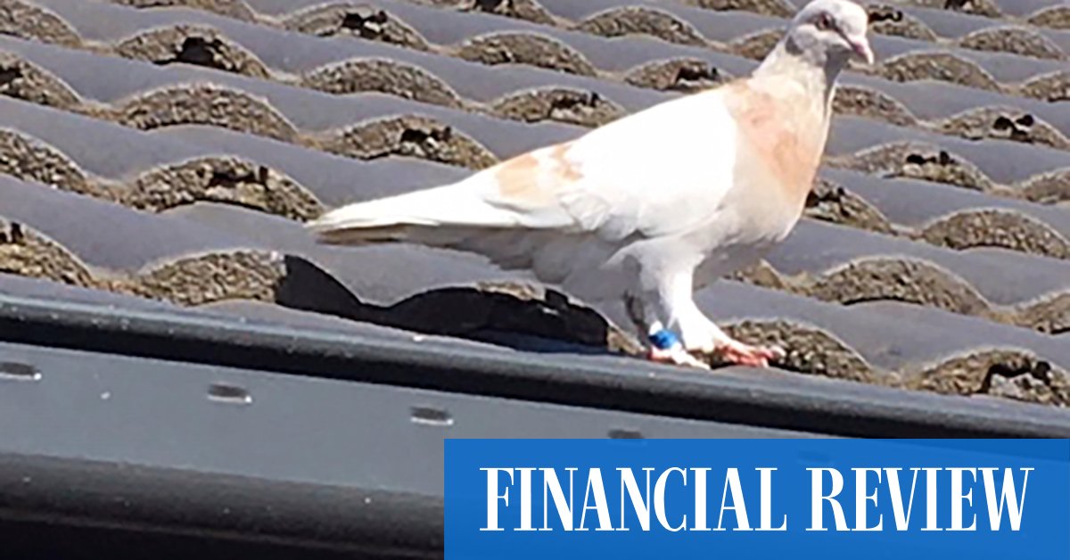 Joe the Pigeon Australia: 'Fake' US leg band may save pigeon's life - Vimarsana News