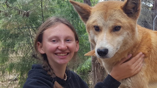 Chloe Gardner with dingo 'Mungka' at the Bargo Dingo Sanctuary. 