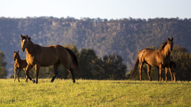 Concern: The Hunter Valley has recorded its first case of Hendra virus.