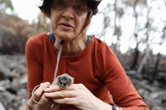 Linda Broome, a mountain pygmy possum expert with the NSW government with one of the endangered marsupials.