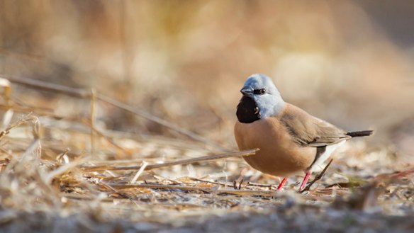 A Black-Throated Finch at Adani's proposed Carmichael Mine site in Queensland's Galilee Basin.