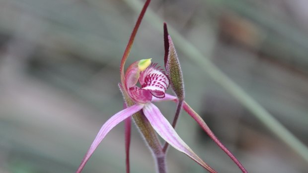 Caladenia colorata (Colourful spider orchid).