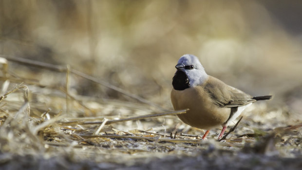 A Black-Throated Finch at Adani's proposed Carmichael Mine site in Queensland's Galilee Basin.