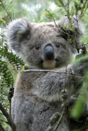 The man stuffed the koala and hung it on a wall.