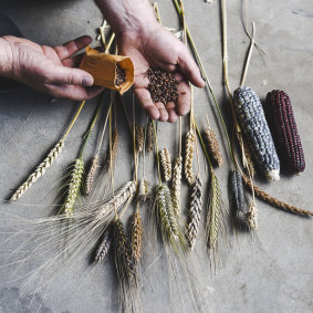 Some of the ancient and heritage wheat varieties grown by Tuerong Farm.