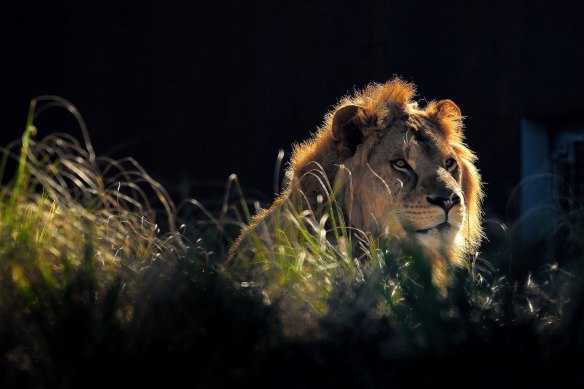 One of the lions at Taronga Zoo’s exhibit, which opened in 2020.