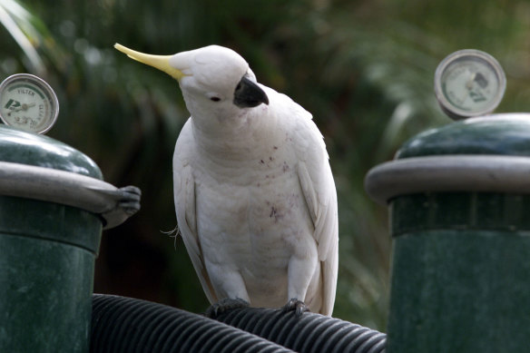 A sulphur-crested cockatoo.