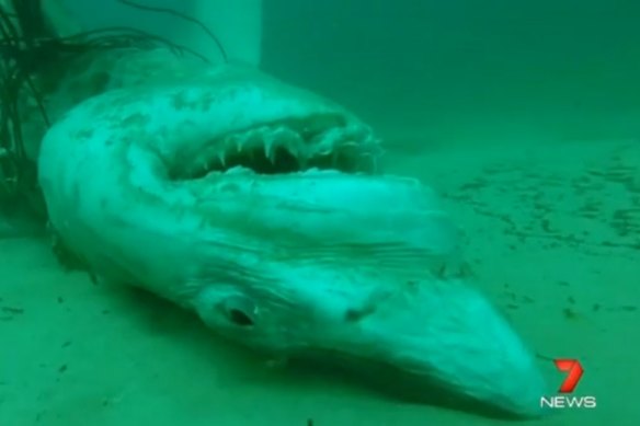 Two great white sharks were found trapped in nets off Bondi Beach over three days in November 2014.