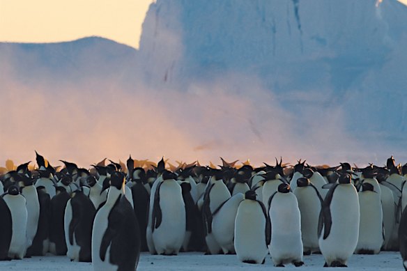 The Life on Earth documentary went to incredible lengths to get bring viewers footage of the natural world.