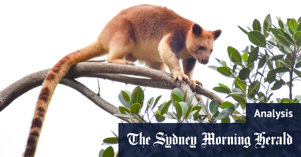Please Explain Podcast: Australian wildlife and what makes them so strange - Vimarsana News