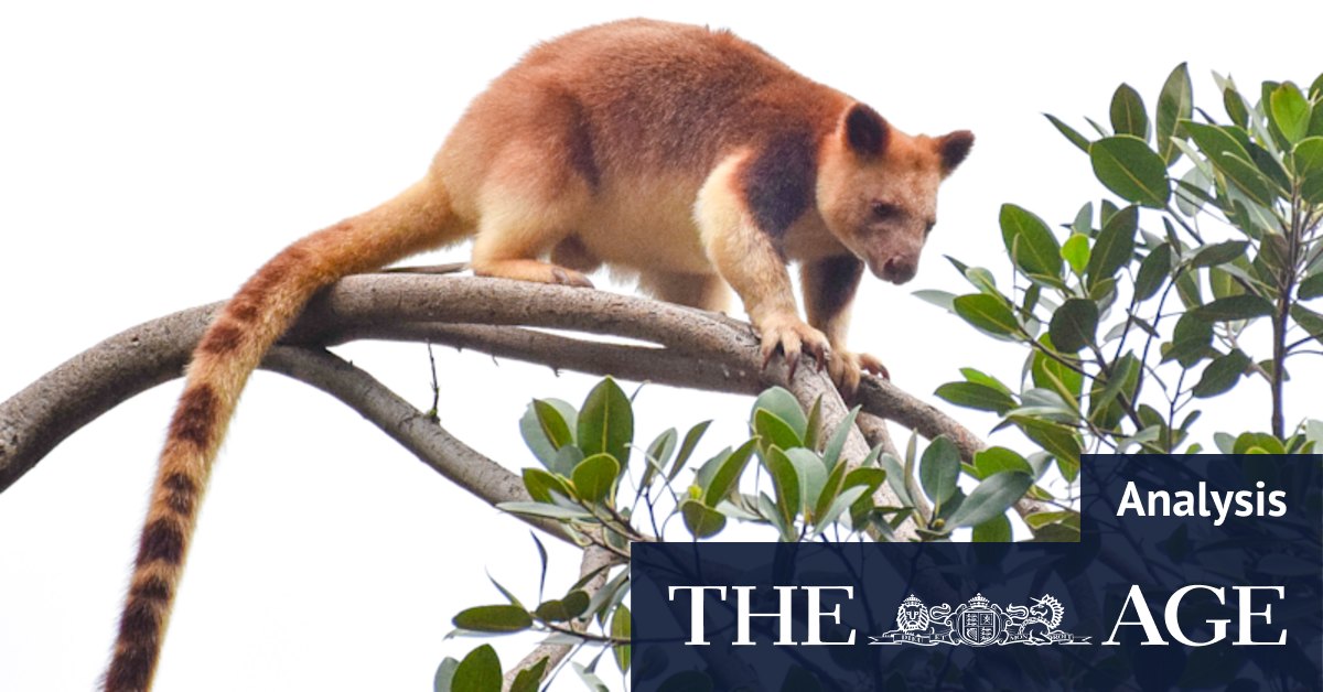Please Explain Podcast: Australian wildlife and what makes them so strange - Vimarsana News