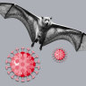 Can you catch COVID-19 from Aussie bats? When are you immune? Your questions answered