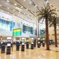 Indoor palm trees at the newer terminal 2, Cairo International Airport.
