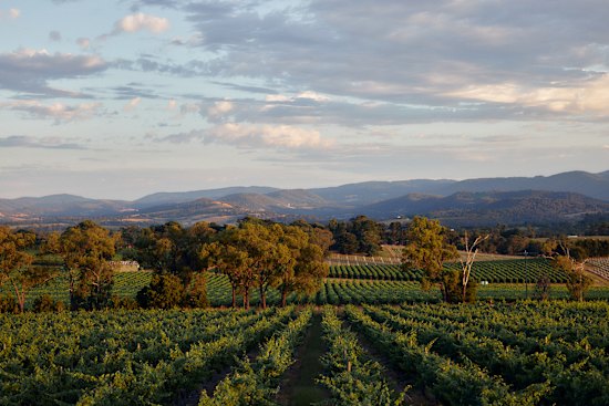 Top-ranking Yarra Yering is known for its cabernet and shiraz varietals and blends, but especially its Dry Red Wine No. 1.