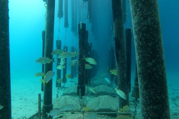 School fish swim happily though the SharkSafe magnetic barriers.