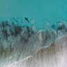 Local Jessica Sewell captured photos of a shark still by the shore after the whale had washed up.