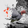 Brush turkeys are taking over Sydney suburbs.