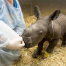 ‘Precious’ baby rhino born a week ago at Werribee Zoo dies