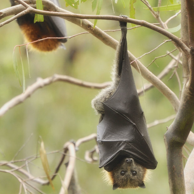 A bat rests in Yarra Bend Park, Melbourne.