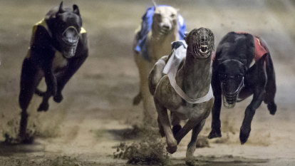 Five WA greyhounds break legs in two weeks, rescuers call for race ban