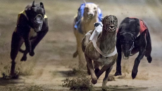 Dogs continue to be seriously injured, but the greyhound industry has government support.