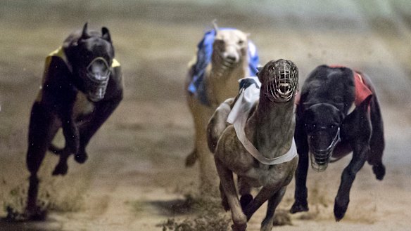 Dogs continue to be seriously injured, but the greyhound industry has government support.
