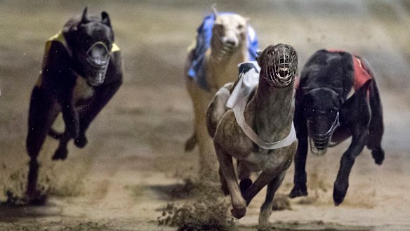 As greyhound racing gets more money, dogs still have plenty of friends