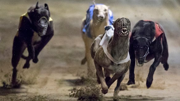 Shut down: Greyhounds race at the Macau Yat Yuen Canidrome in March. What was Asia’s only legally regulated greyhound racetrack, a centerpiece of Macau's gaming tourism history, shut its doors in July.