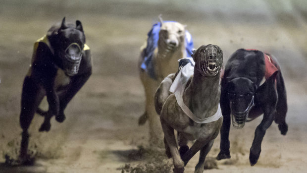 Dogs continue to be seriously injured, but the greyhound industry has government support.