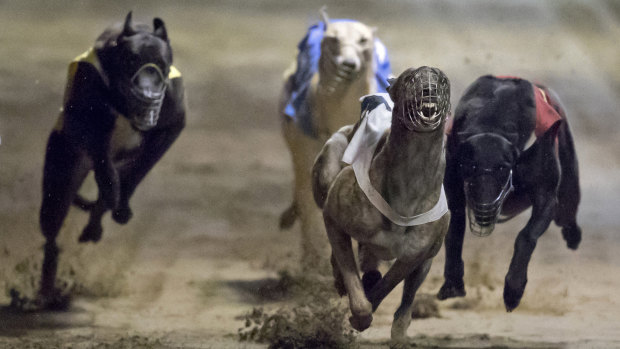 About face: Greyhound racing in NSW was set to be banned three years ago, but is now attracting public money.