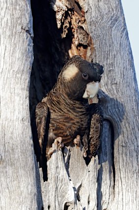 A Carnaby’s cockatoo nests in a tree hollow. 