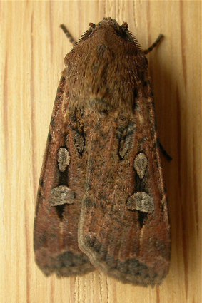 The Bogong Moth, which Australians are encouraged to monitor through a new app released by Zoos Victoria.