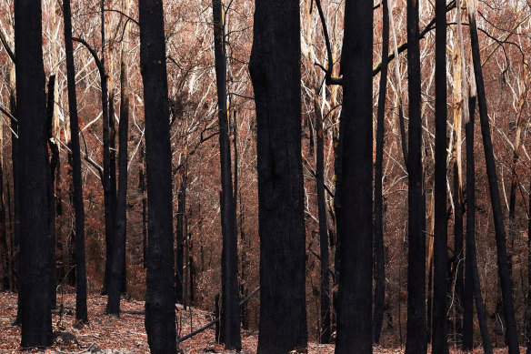 Photographer Sarah Ducker found beauty in the burnt forest. 