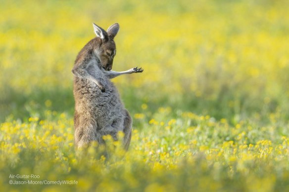 Overall Winner in 2023: “Air Guitar Roo”