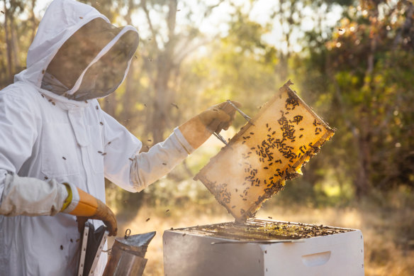 Beekeeping supports pollination and promotes diversity on the farm.