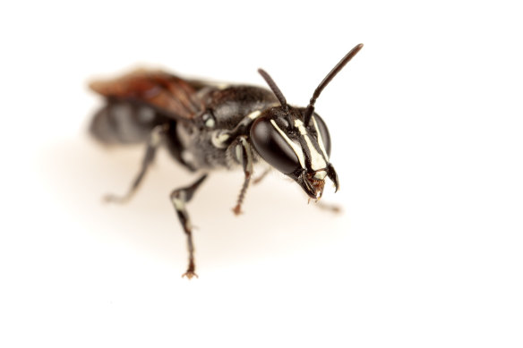 The Australian native bee Pharohylaeus lactiferus had not been sighted for nearly 100 years and was thought to be extinct, until one landed in front of the researcher looking for them.