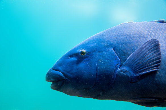 Blue gropers: How Sydney fell in love with the puppy dog of the sea
