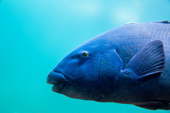 The famous Clovelly groper, known locally as Bluey, captured by nature photographer Jakob de Zwart.