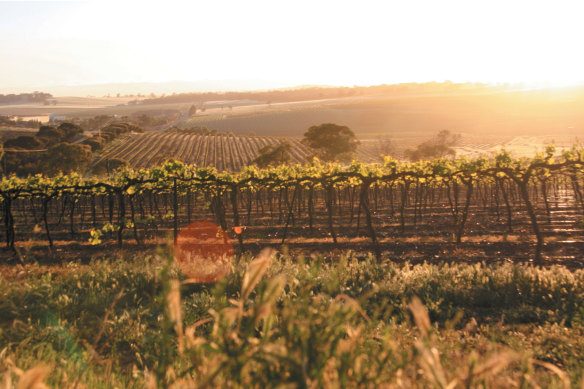 Taylors in South Australia's  Clare Valley offers cabernet sauvignon in the hearty Clare style.